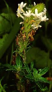 Image result for Hebenstretia