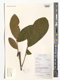 Image result for Pouteria altissima