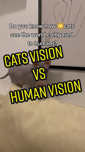 How Do Cats See Humans - Lotto The Cat