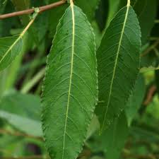 Image result for Casearia runssorica