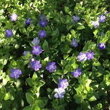 Vinca Major Is A Great Ground Cover Under Trees Ground Cover Ground Cover Plants Plants