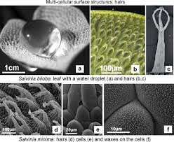 Wenn man ihn unter wasser taucht, nimmt er die notwendige luft zum atmen einfach mit. Multifunctional Surface Structures Of Plants An Inspiration For Biomimetics Sciencedirect