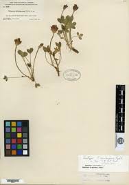 Image result for Trifolium masaiense