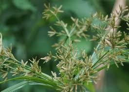 Image result for Cyperus rotundus