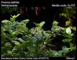 Image result for Premna serratifolia