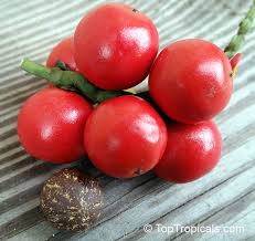 Image result for Aiphanes horrida