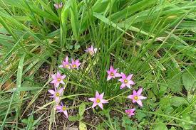 Image result for Romulea
