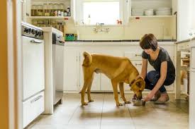 The royal canin veterinary diet glycobalance canned dog food is the most recommended diet for diabetic dogs and the bestseller. What Kind Of Food You Should Feed Your Diabetic Dog