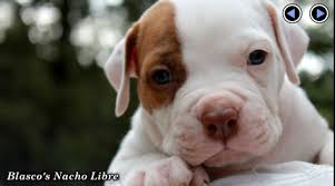 The adba verifies that all american pit bull terrier classifieds adba registered. Blasco Family Bulldogs American Bulldogs Bandogges American Bulldog Breeders Bandogge Bandog Breeders