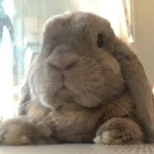 What is that silly rabbit trying to tell me? Bunnytwitch