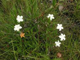 Image result for Apocynaceae subfamilies Apocynoideae and Rauvolfioideae