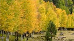 Tree removal cost per tree. Trees Can T Live Forever Without Sex Study Shows Bbc News