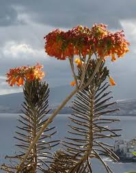 Image result for Bryophyllum tubiflorum