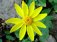 Also includes a list of wildflowers that thrive in central oregon. Wildflowers Of Oregon