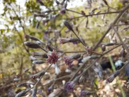 Image result for Monosis conferta