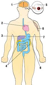 Mitochondrial Myopathies Mm Diseases Muscular Dystrophy Association