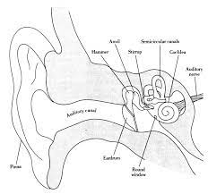 Apr 30, 2020 · dermatomes are areas of skin, and each communicates with the brain via a single nerve. Structures Of The Ear In Chapter 04 Senses From Psychology An Introduction By Russ Dewey Ear Anatomy Human Ear Diagram Human Ear