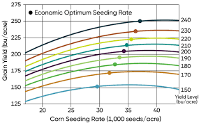 Corn Seeding Rate Considerations Pioneer Seeds