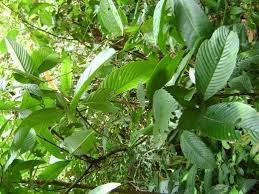Image result for Tetracera alnifolia