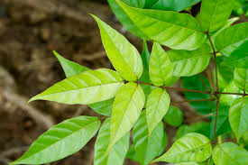 Image result for Dolichopentas