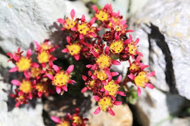 È il naturalista svizzero conrad gessner che ci parla nei suoi scritti di questo fiore probabilmente conosciuto durante la sua ascensione al monte pilatus (nel 1555) nei pressi di lucerna. Fiori Di Montagna I Piu Comuni E Le App Per Riconoscerli Tutti