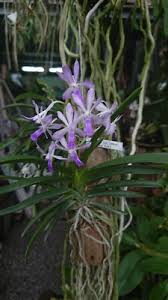 Image result for Neoschumannia cardinea