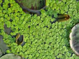 Image result for Spirodela polyrrhiza