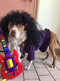 Pups Pay Tribute To Prince At The Cuyahoga County Animal Shelter Shelter Dogs Animal Shelter Animal Shelter Volunteer