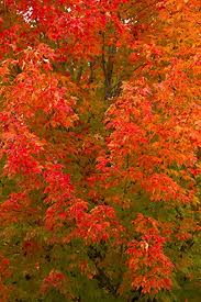 October glory red maple tree acer rubrum 'october glory'. October Glory Red Maple Tree Schatten Gesunde Wurzeln 1 Pflanze In 1 Trade Gallon Topf Amazon De Garten