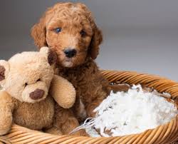 Teacup bernedoodle puppies for sale in ohio, oh Best Teddy Bear Goldendoodle Guide 2021 We Love Doodles