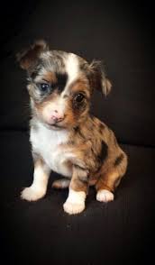 Find merle chihuahua in canada | visit kijiji classifieds to buy, sell, or trade almost anything! Blue Merle Long Haired Chihuahua Puppies
