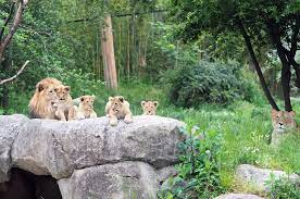 The zoo was opened in 1878 and taken over by the city in 1920. Zoo Leipzig Facebook