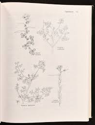 Image result for Corydalis mildbraedii