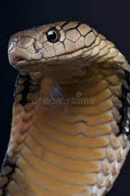 king cobra the largest venomous snake in the world the impressive king cobra ad largest venomous king cobra king cobra snake snake king cobra
