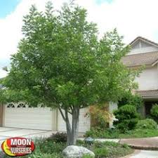 Maybe you would like to learn more about one of these? 42 Tree Ideas Tree Plants Trees To Plant