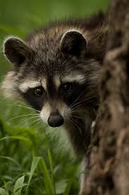 Check spelling or type a new query. Pin On Raccoons