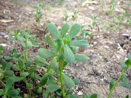 Packed with vegetables pav bhaji : Portulaca Oleracea Wikipedia