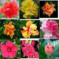 Dunia sekolah gambar hitam putih drawing bunga pokok. Ready Stock Bunga Raya Mixs Biji Benih Bunga Hiasan Facebook