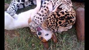 Photos in action or the leo lying in majestic poses, we offer a wide range of high quality photos of this beautiful animal. Cute Dog And Jaguar Are Best Friends Youtube