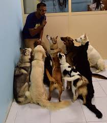 Pet synonyms, pet pronunciation, pet translation, english dictionary definition of pet. Dubai Pet Shop That Rehomes Rescued Animals Uae Gulf News