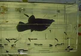 Newborn Baby Molly Fish Newborn Baby