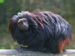 Photo De Singe Tamarin Lion Noir Tamarin Lion Noir N 536305 Sur Photos Animaux Com Search, discover and share your favorite golden lion tamarin gifs. photo de singe tamarin lion noir