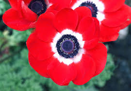 Also known as the 'king of flowers', the peony is a japanese flower that is used as a symbol of good fortune, bravery, and honour. Anemone Meaning And Symbolism Ftd Com