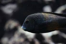 Tropheus Black Mboko Ciklet Baliklari Akvaryum Balik