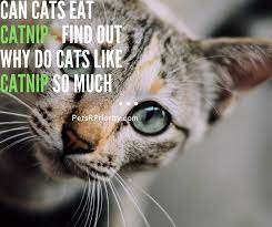 Can Cats Eat Catnip Find Out Why Do Cats Like Catnip Cats Catnip Lazy Cat