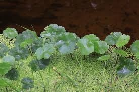 Image result for Hydrocotyle ranunculoides