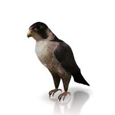 Download 3d Falcon Animals Pets Sheltie