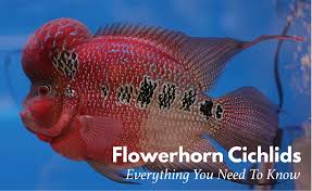 Flowerhorn Fish Keeping The Ultimate Care Diet Breeding