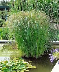 Image result for Cyperus longus