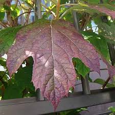 カシワバアジサイ Hydrangea Quercifolia